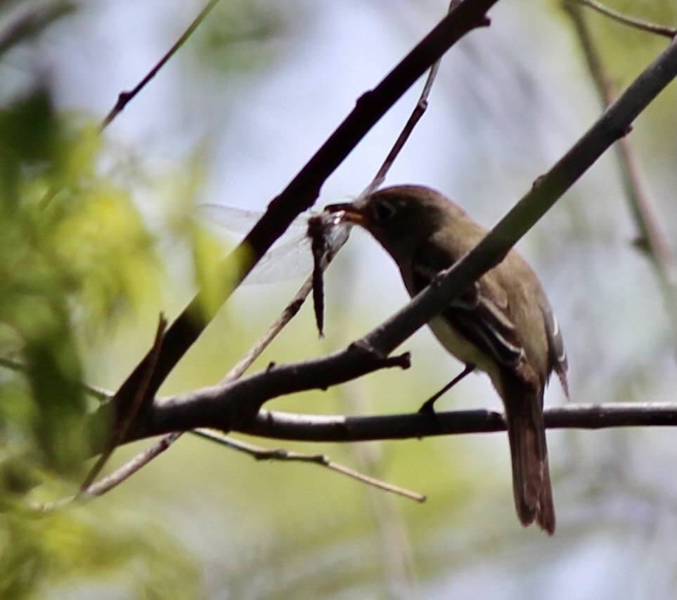 Least Flycatcher by alwoodis11 is licensed under CC BY-NC-ND 2.0.